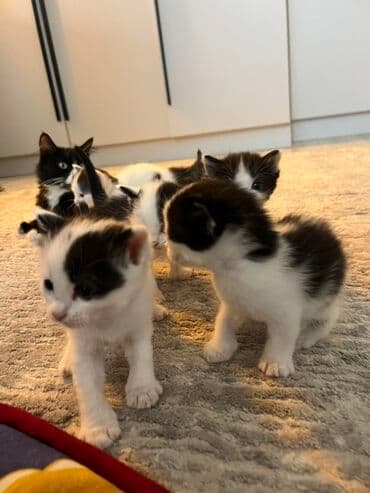 купить домик для кошки недорого: Черно-белые котята, помет из нескольких малышей. Окрас — 5