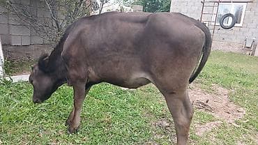 Продаю | Бык (самец) | На откорм at lalafo.kg Продаю | Бык (самец) | На откорм