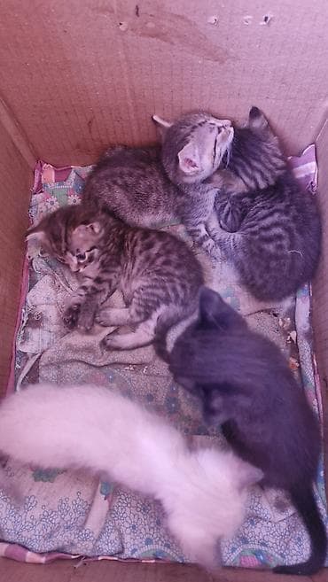 купить кошку манчкин: Котята из одного помёта. - Окрас: несколько тигровых (серо-коричневый — 1