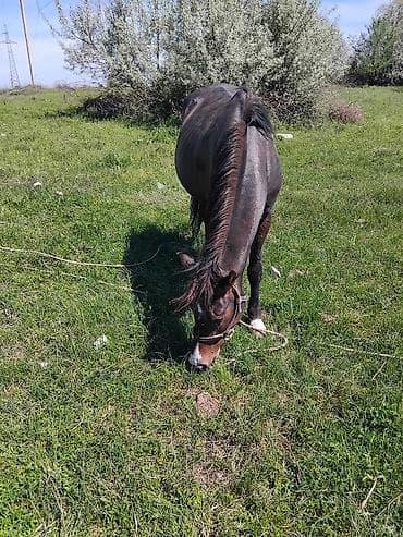 жаныбарлар: Сатам | Бээ (ургаачы) | Жумушка — 2