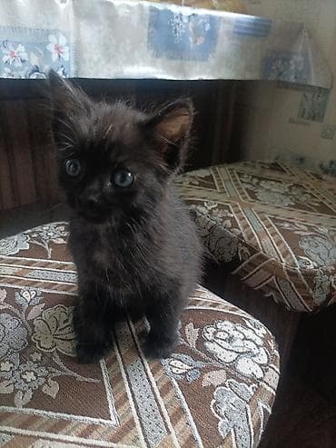 кошка черная: Кошка даром: Беспородная, 1 месяц, Девочка, Проглистована — 1