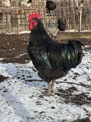 Продаю | Петух | Для разведения