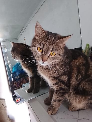 кошки крысоловы: Домашняя кошка, короткошёрстная, тигровый окрас (коричневые и чёрные — 3