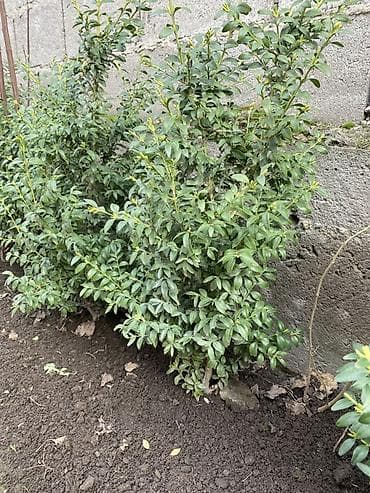 узкие леса: Вечнозелёные кустарники для живой изгороди за один кустик 2500 тыс — 3