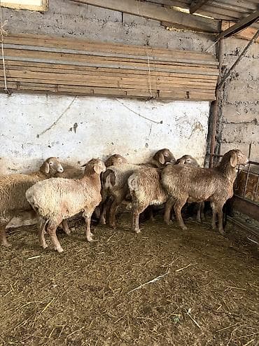 кой кант: Продаю | Овца (самка) | Арашан | Для разведения | Ярка — 2