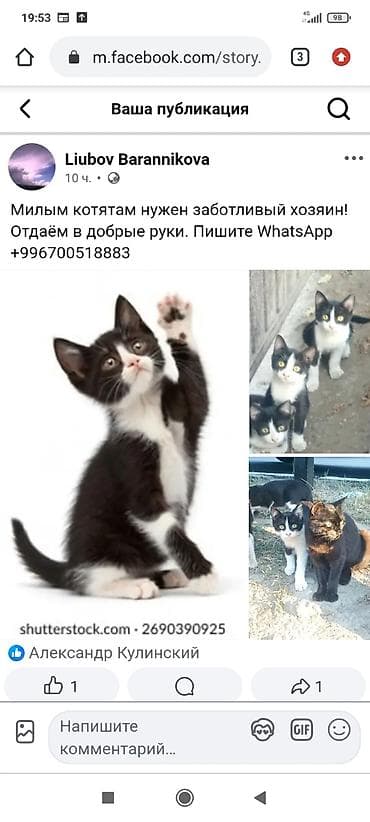 Котята, черно-белые «смокинги». Крупные выразительные жёлтые глаза