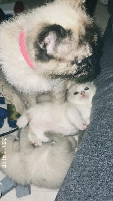 котята сиамские купить: Кошка даром: Сиамская, 2 месяца, Девочка, Приучена к лотку — 2