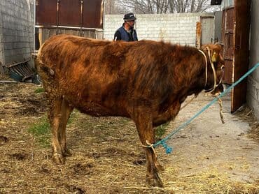 продаю породистых коров: Продаю | Корова (самка) | Для молока | Привязанные — 8