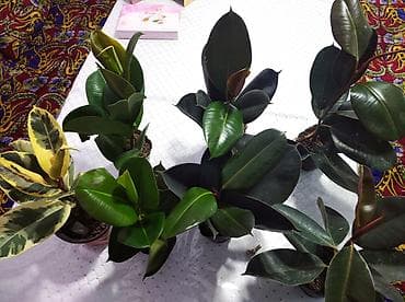 светящиеся гирлянды: Комнатные растения в горшках — набор разных видов для дома и офиса. В — 4