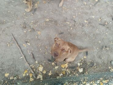 йоркширский терьер цена: Питбуль, 6 месяцев, Самка, С прививкой — 3