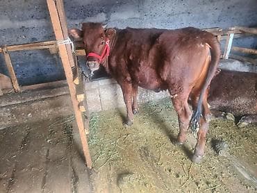 Коровы, быки: Продаю | Музоо, торпок | На откорм | Привязанные — 2
