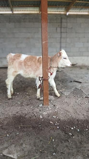 кошки милые: Продаю | Музоо, торпок | Для разведения | Привязанные — 2