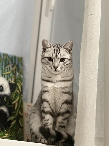 уй сатылат бишкек 2022: Британ кыска жүндүү, 1 жаш, Эркек, Аргын, Лотокко барууга үйрөтүлгөн, Курттардан тазаланган — 5