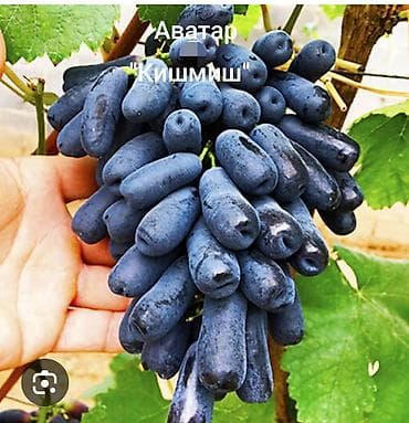 шайн мускат купить: «Аватар (Кишмиш)» - Тип: бессемянный столовый сорт - Ягода — 1