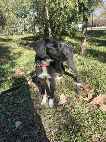 сабака звонок: | ИНДИВИДУАЛЬНАЯ ДРЕССИРОВКА СОБАК | Хотите, чтобы ваша собака была — 3