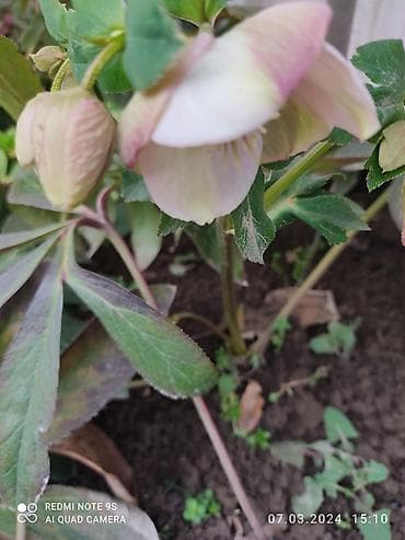 продаю постельное бельё: Морозник. Цветы. Первоцвет. Многолетник. Зимует без укрытия, может — 3