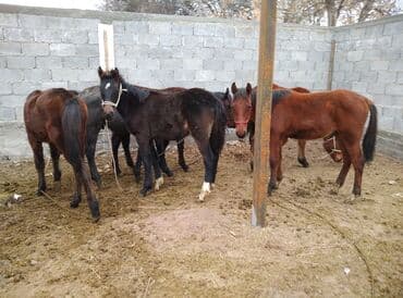 дойный коров: Продаю | Жеребец — 1