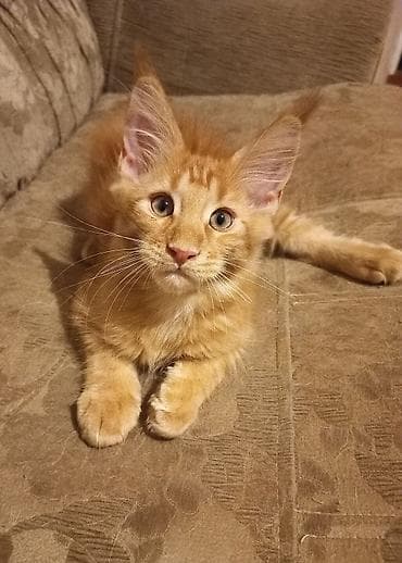 Животные: 🐾🐈 Котята мейн-кун, 2 шикарных котика готовы стать Вашими.❤️ Прививки — 2