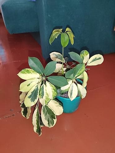 искусственный цветок в горшке большой: Шеффлера вариегатная (Schefflera arboricola variegata) в горшке. - — 3