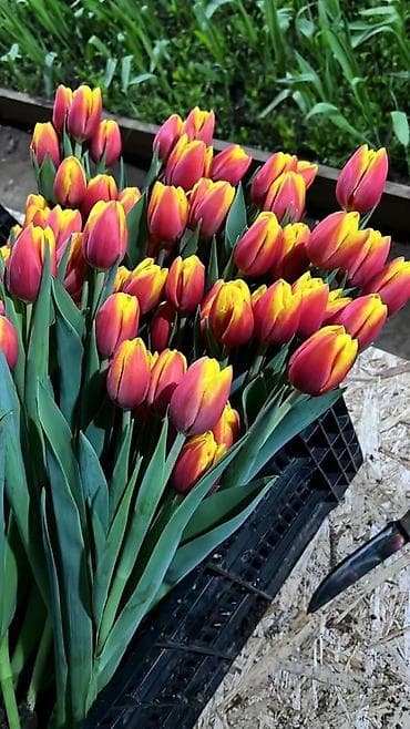 Другие товары для дома: Рассада цветка: Тюльпаны, Самовывоз — 4