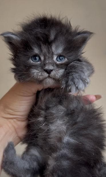 В нашем питомнике Elsonite подрастают невероятные котята Мейн Кун —