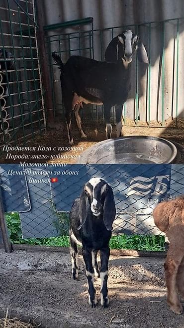 для животных: Продаю | Коза (самка) | Нубийская | Для молока | Племенные — 1