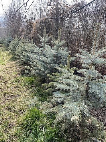 кани: СРОЧНО! Голубая ель разной высоты с сформированной центральной — 2