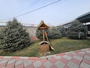 Ели голубые (ель колючая, Picea pungens Glauca) для озеленения