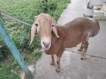 бык кара балта: Продаю | Баран (самец) — 5