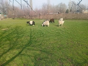 Продам с/х животных: Продаю | Коза (самка) | Для разведения — 7