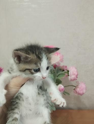аванта кошка: Котята-домоседы, короткошёрстные, от домашней кошки. Окрас на выбор: - — 3