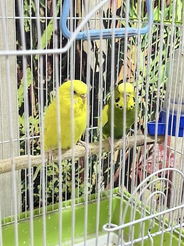 игрушки для волнистых попугаев: Пара волнистых попугаев с клеткой и аксессуарами. Состав набора: - 2 — 2