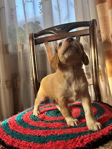 китайский шарпей цена: Продаются Щенки русского охотничьего спаниеля Щенки родились 1 января — 6