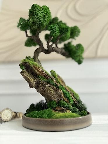 жылга сай арча бешик: Бонсай ручной работы из натурального стабилизированного мха от 1500 — 2