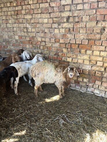 номер приюта для животных бишкек: Продаю | Ягненок, Баран (самец) | На забой, Для разведения | Кастрированные, Осеменитель — 2