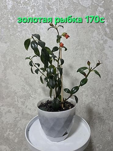 Бөлмө өсүмдүктөрү: Антуриум в декоративном горшке - Эффектное комнатное растение с — 9