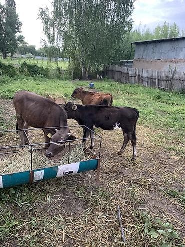 инкубатор куры: Ассаламу алейкум 4 штук экоо эркек экоо ургаачы торпоктор сатылат — 1