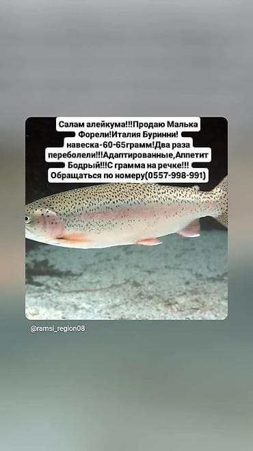 Мальки форели (радужная), линия Италия Burinni. Средний вес 60–65 г at lalafo.kg Мальки форели (радужная), линия Италия Burinni. Средний вес 60–65 г