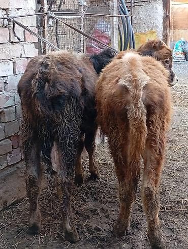 ящик бишкек: Сатам | Бука (эркек), Музоо | Алатоолук | Бордоп семиртүү үчүн, Көбөйтүү үчүн — 3