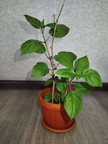 Комнатные растения в горшках 1) Замиокулькас (долларовое дерево) - — 10