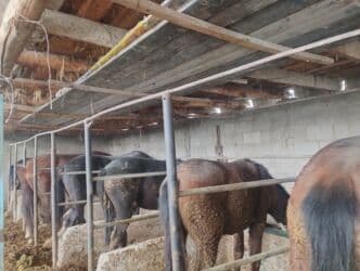 продажа щенков немецкой овчарки с документами в бишкеке: Продаю | Жеребец | Для разведения — 6