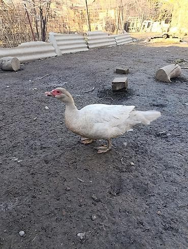 инд: Мускусные утки (индоутки), окрас - серебро,с красной маской у клюва — 4