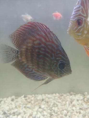 цихлид: Дискусы (Symphysodon) – декоративные аквариумные рыбы круглой формы с — 1