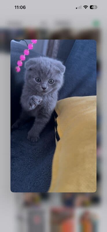 дойный коров: Продаются малыши- британской породы !вислоухие и страйты ! мама с — 9