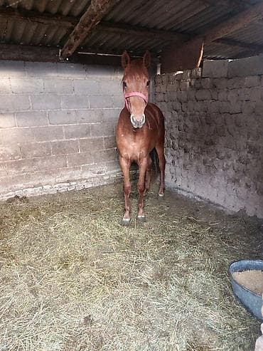 черный принц петух: Продаю | Жеребец | Полукровка | Конный спорт — 2