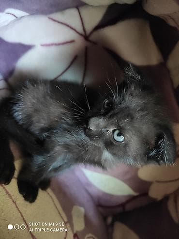 дом кошка: Скотиш Фолд (Шотландская вислоухая), 2 месяца, Девочка, Шоколадный — 1
