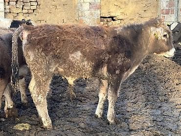 мал сату: Сатам | Бука (эркек) | Бордоп семиртүү үчүн — 10