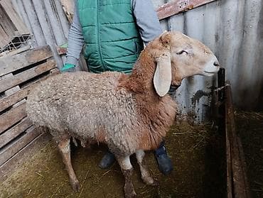 ош ишкаван: Сатам | Кочкор (эркек) | Арашан | Көбөйтүү үчүн | Бооз — 2