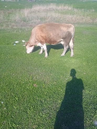 симментал уйлар: Продаю | Корова (самка) | Для молока — 1