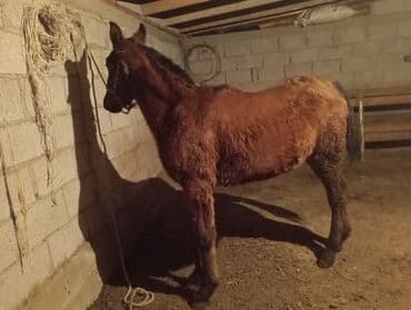 возьму собаку в добрые руки: Продаю | Жеребенок | Для разведения | Племенные — 3